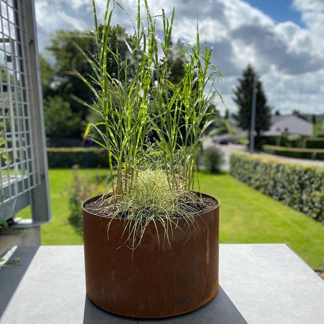 Rundt højbed i cortenstål med høje prydgræsser, fotograferet på en flisebelagt terrasse med udsigt til en have
